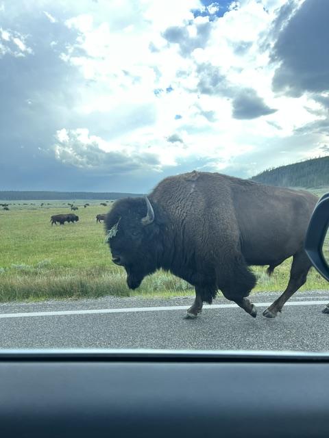 Yellowstone with Kids: Trip Cost and How we Saved Money